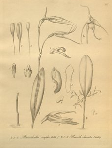 Illustration de Pleurothallis sirene - Heinrich Gustav Reichenbach